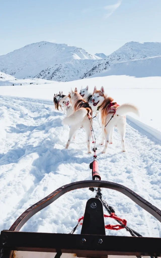 Chiens de traineaux à Vars