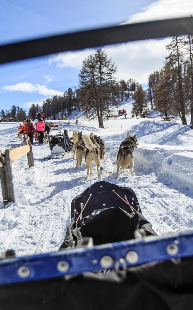 Chiens de traineaux à Vars