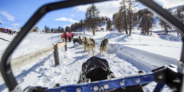 Chiens de traineaux à Vars