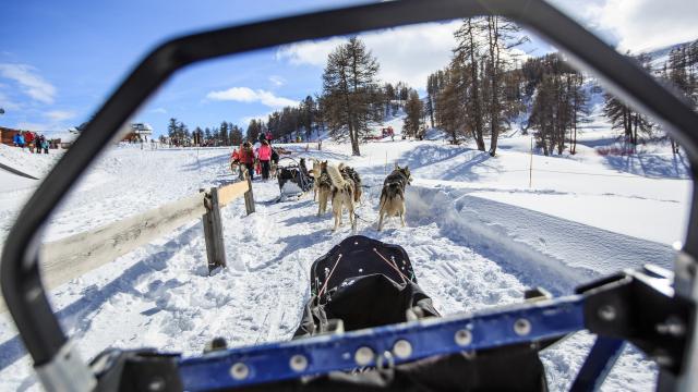 Chiens de traineaux à Vars