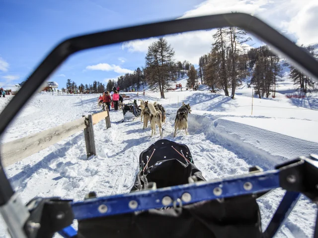 Chiens de traineaux à Vars