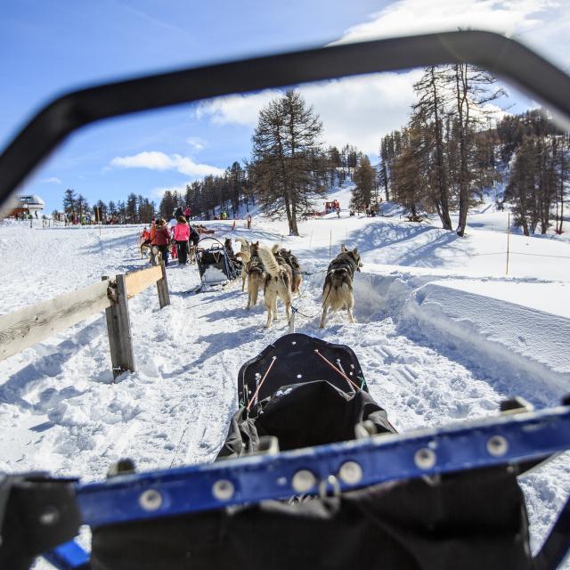 Chiens de traineaux à Vars