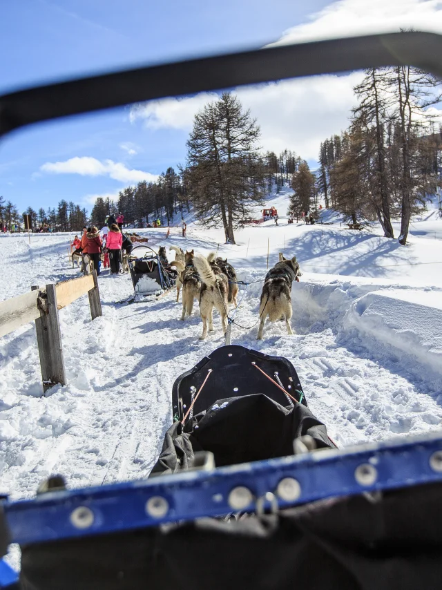 Chiens de traineaux à Vars