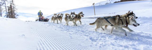 Chiens de traîneaux à Vars