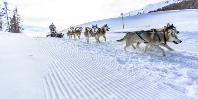 Chiens de traîneaux à Vars