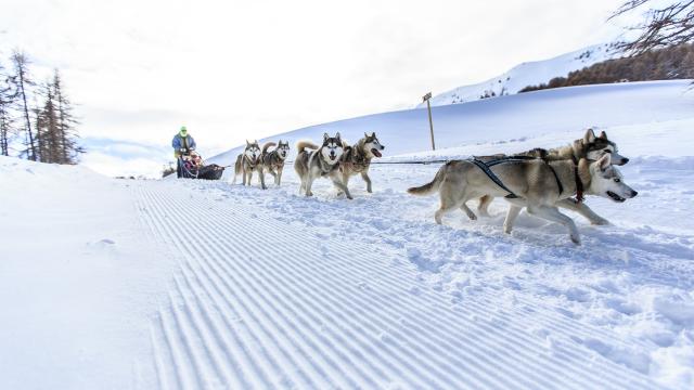 Chiens de traîneaux à Vars