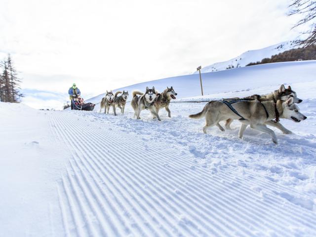 Chiens de traîneaux à Vars