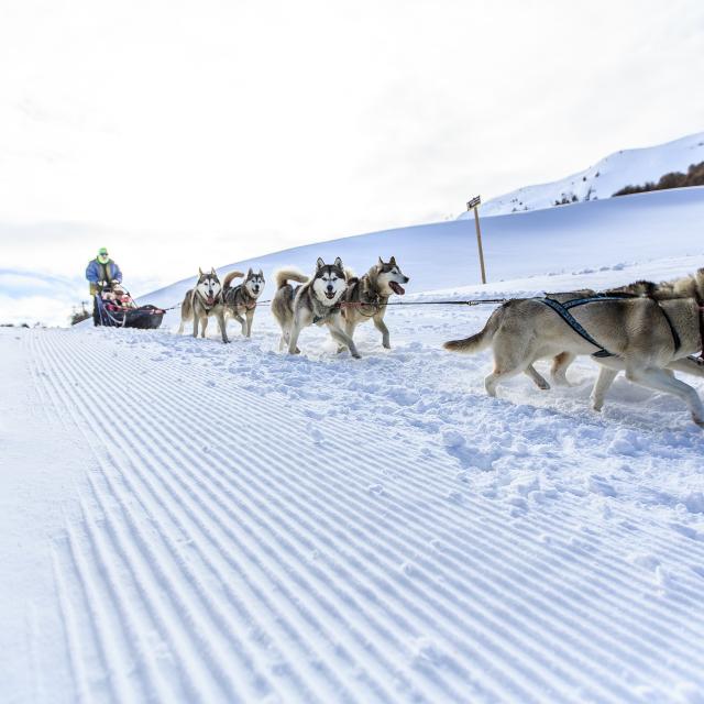 Chiens de traîneaux à Vars