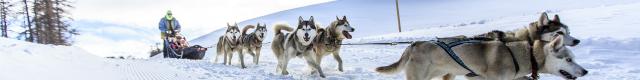 Chiens de traîneaux à Vars