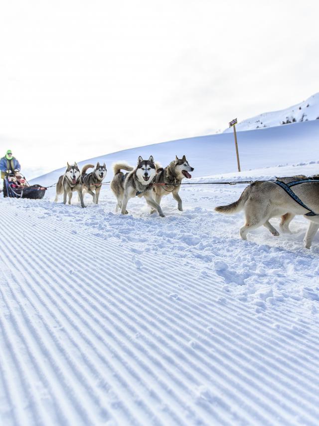 Chiens de traîneaux à Vars