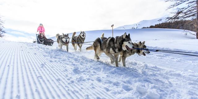 Chiens de traineaux à Vars