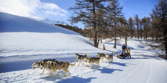 Balade en chiens de traîneaux à Vars en famille