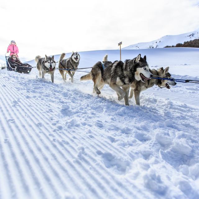 Balade en chiens de traîneaux à Vars