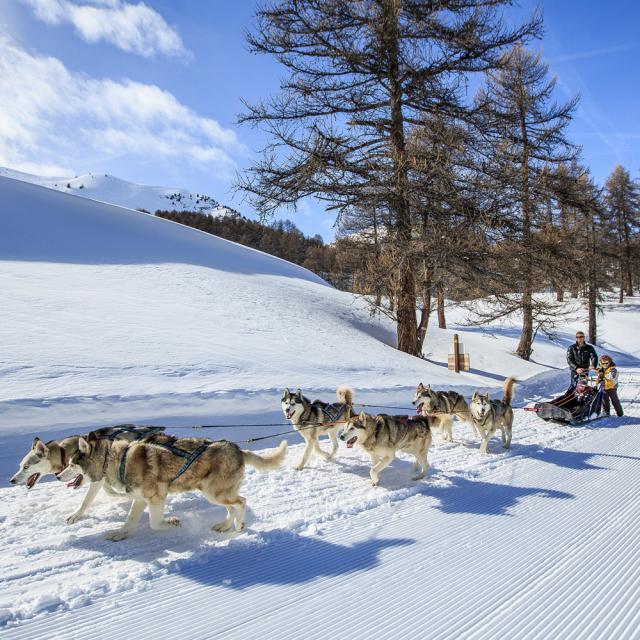 Balade en chiens de traîneaux à Vars