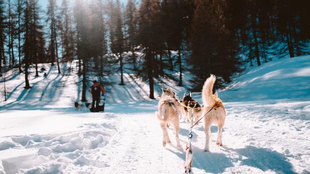 chiens-de-traineaux-3.jpg