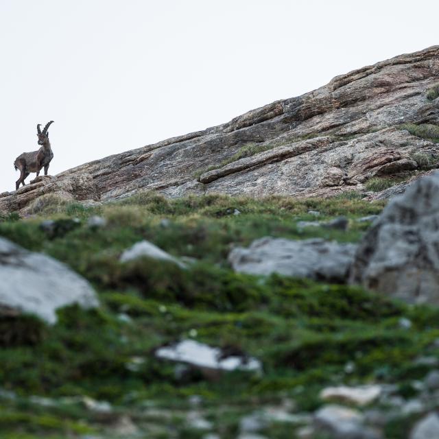 2019 260619074009 Rémi Morel Ot Vars