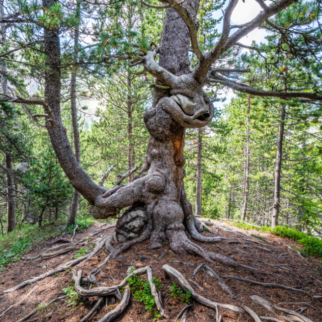 Arbres Remarquables - randonnée à vars