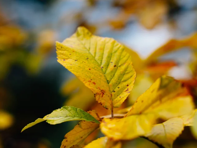 Val d'Escreins en automne