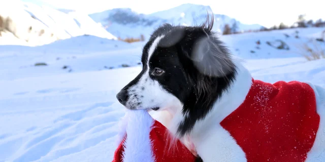 Chien dans la neige à Vars