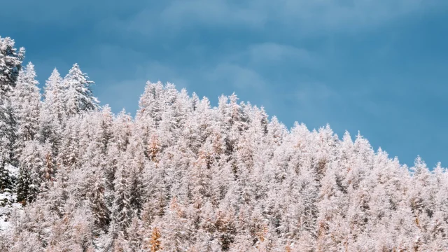 Chute De Neige 20 Novembre