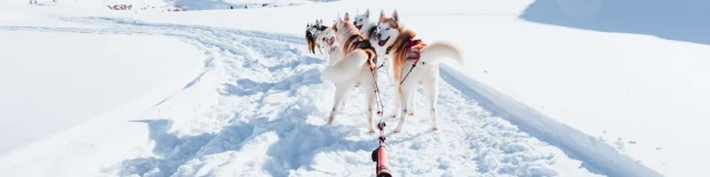 Chiens de traineaux à Vars